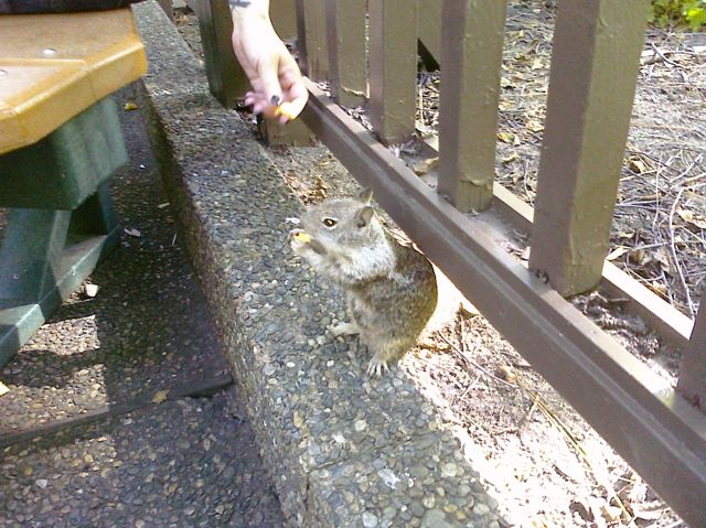 Squirrel eating a french fry