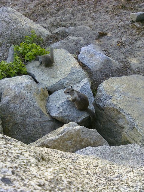 More squirrels