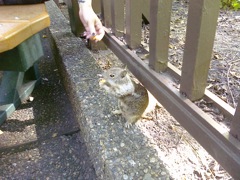 Squirrel eating a french fry