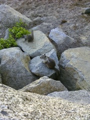 More squirrels